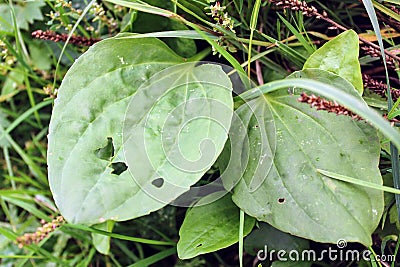 Large green leaves of plantain growing on the roadside Stock Photo