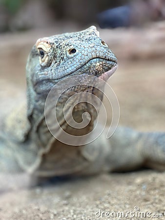 Large green Monitor lizard head closeup Stock Photo
