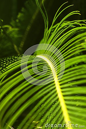 Large green vertical palm branch. Natural background and texture. The concept of a tropical garden and nature Stock Photo