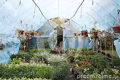 Large greenhouse with flowers. Beautiful flowers Stock Photo