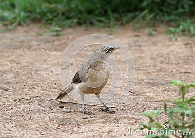 Large grey babbler Stock Photo