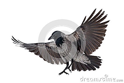 Large grey isolated crow landing Stock Photo