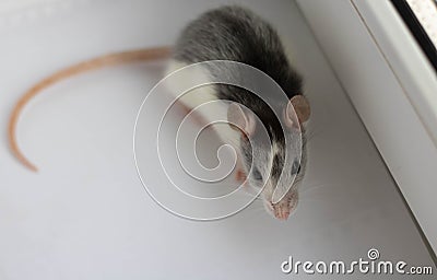 Large grey pet rat on white background Stock Photo