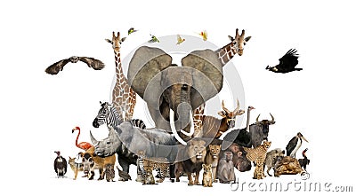 Large group of African fauna, safari wildlife animals together, in a row Stock Photo