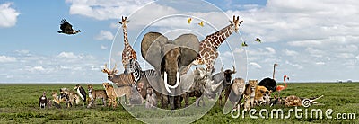 Large group of African fauna, safari wildlife animals together, in a row Stock Photo