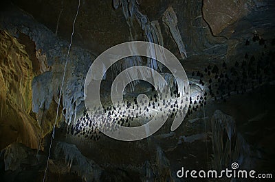 Large group bats hanging off a dark cave ceiling Stock Photo