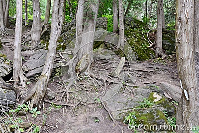 Large group of cedar tree trunks along forest hiking trail Stock Photo