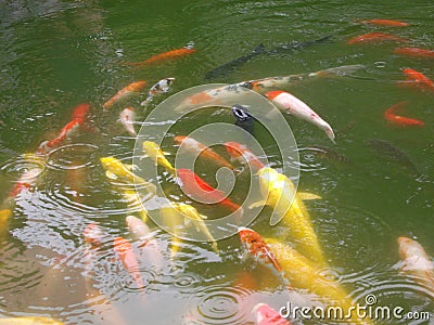 A large group of coloful fish in the pond with green water Stock Photo