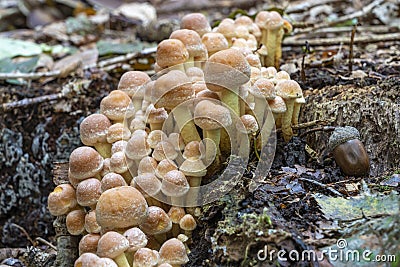 A large group of Common sulfur-headed mushrooms Hypholoma fasciculare on a dead tree stump in the park De Horsten in Wassenaar Stock Photo