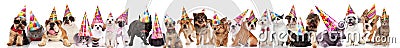 Large group of cute cats and dogs wearing colorful caps Stock Photo