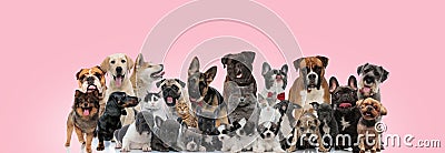 Large group of dogs and cats posing wearing bowties Stock Photo