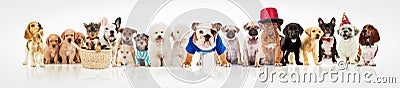 Large group of dogs on white background Stock Photo