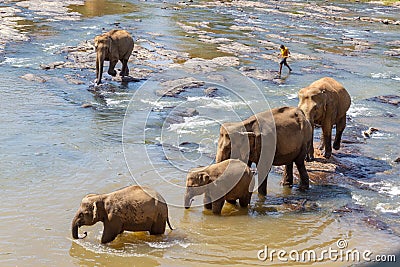 Large group of elephants having a splash in a rive to cool down from extreme heat wave. Concept of wild animals living free Editorial Stock Photo