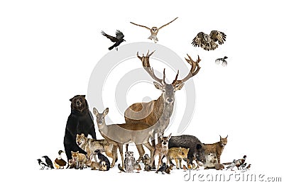 Large group of european animals, red deer, red fox, bird, rodent, wild boar Stock Photo