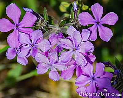 Large Group of a Forest Phlox â€“ Phlox divaricate Stock Photo