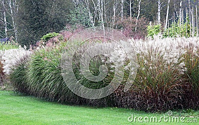 A large group of high-growing ornamental grasses Stock Photo