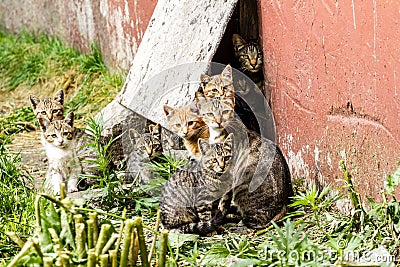 Large group of homeless kittens in a city street near the house Stock Photo