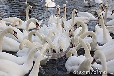 Large group of lots of swans feeding in river water Stock Photo