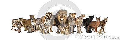 Large group of many adult wild cats and they cub together in a r Stock Photo