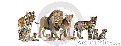 Large group of many wild cats, cub and adult together in a row Stock Photo