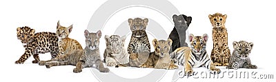 Large group of many wild cats cub together in a row Stock Photo