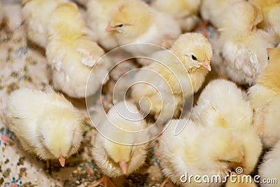 Large group of newly hatched chicks on a chicken farm Stock Photo