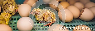 Large group of newly hatched chicks on a chicken farm BANNER, LONG FORMAT Stock Photo