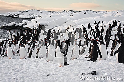 A large group of penguins Stock Photo
