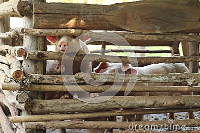 large group of pigs playing together an waiting to be fed in their timber old farm style pig pen on a farm in Northern Thailand Stock Photo