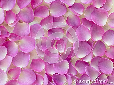 Large Group Of Pink Rose Petals Stock Photo