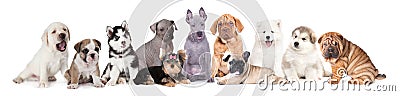 A large group of puppy dogs Stock Photo