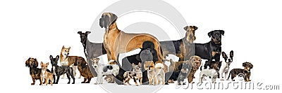 Large group of purebred dogs in studio against white background Stock Photo