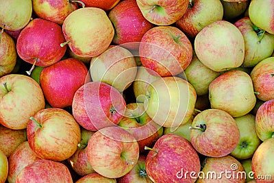 Orchard, apple harvest. Boxes with harvested apples Stock Photo