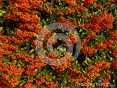 Large group of rowan tree or firethorn orange berries at fall Stock Photo