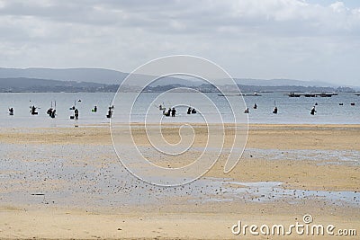 A large group of shellfish gatherers in the water shelling clams and mussels on a beach in Boiro. Galicia. Stock Photo