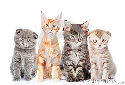 Large group of small cats sitting in front. Isolated on white Stock Photo