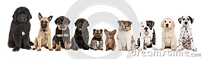 Large group of ten different kind of breed puppies Stock Photo