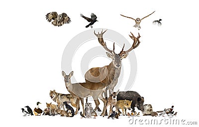 Large group of various european animals, red deer, red fox, bird, rodent Stock Photo