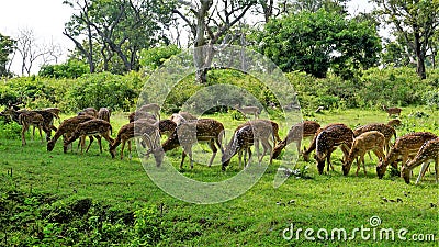 Large group of Wild Spotted deers or axis deers herd grazing in the Bandipur mudumalai Ooty Road Stock Photo