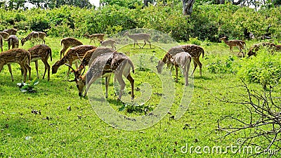 Large group of Wild Spotted deers or axis deers herd grazing in the Bandipur mudumalai Ooty Road Stock Photo