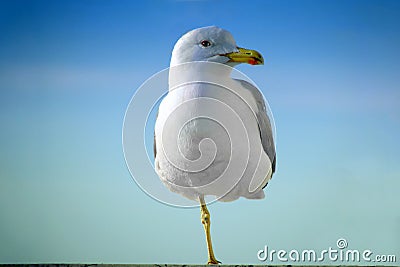 A large gull in close-up is standing on one leg. Seabird in profile against the blue sky. The bird looks a smart look Stock Photo