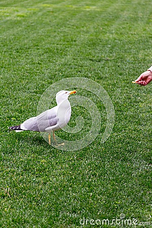 A Large Gull Stock Photo