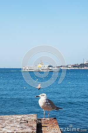 Large gull sits on the rocky coast. The surface of the water in the background Editorial Stock Photo