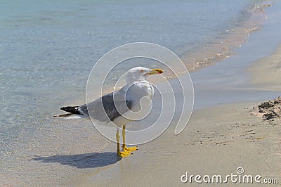 A large gull sits on the sandy shore of the sea. Stock Photo