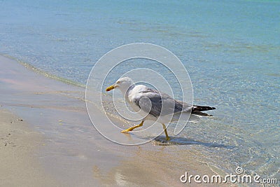 A large gull walks on the water on the sandy seashore. Stock Photo