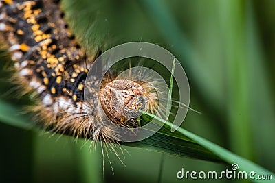 A large hairy colorful caterpillar Stock Photo