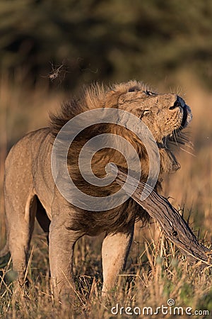 A large, handsome male lion shaking his head and mane in Savute, Botswana. Stock Photo