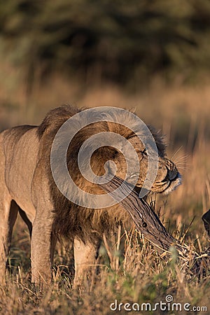 A vertical, colour photograph of a male lion, Panthera leo, scratching in golden side light in Savute, Botswana. Stock Photo