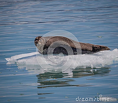 Large harbor seal rests on a chunk of floating iceï¼Ž Stock Photo