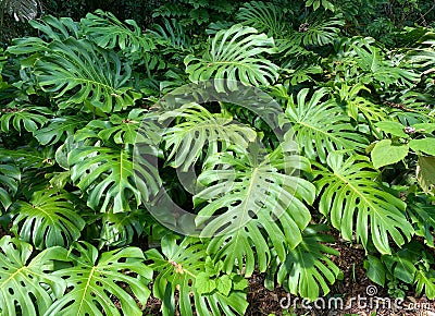 Large Hawaiian Monstera Plant Stock Photo